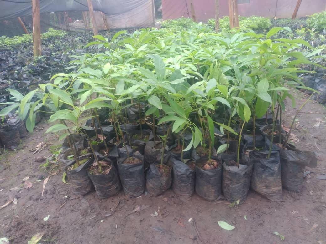 Kestensmixedfar's tweet photo. Hass avocado seedlings https://t.co/N4AAtL6laW