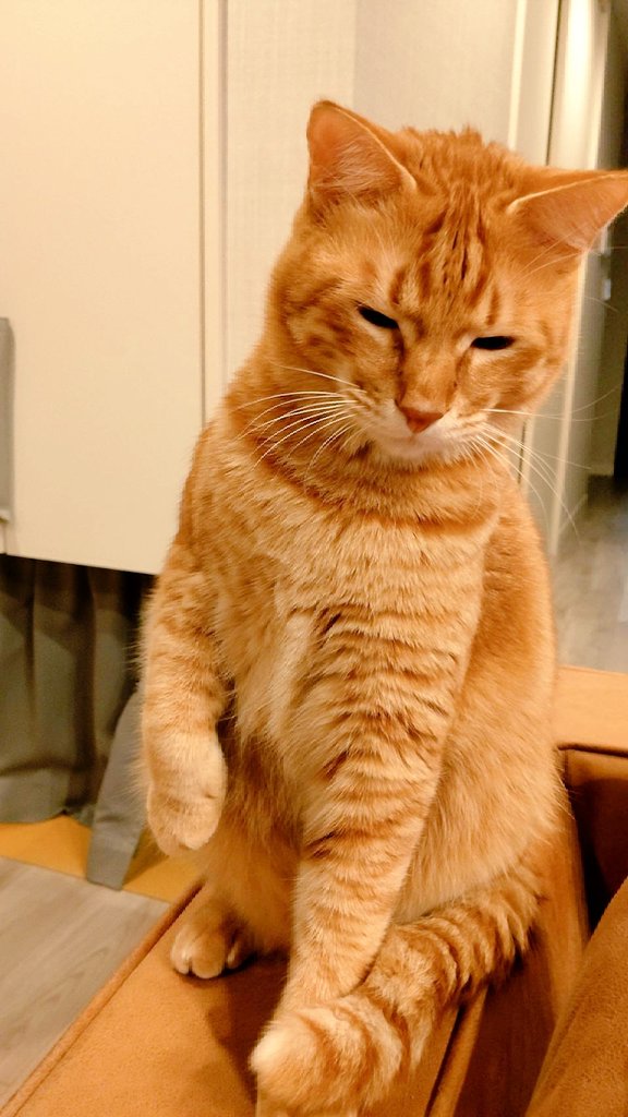 nkysk22's tweet photo. みかん食べてたら隣でこんな顔してました🤣

#猫 #保護猫 #ねこ #猫好きさんと繫がりたい #猫のいる暮らし https://t.co/34iGjN6w7W
