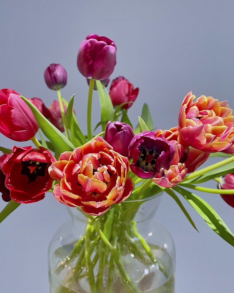 Winter tulips 🌷 instagram.com/p/ClV2Y0lM17z #CornersOfMyHome #SupermarketFlowers #AnthophileLondon #Sainsburys