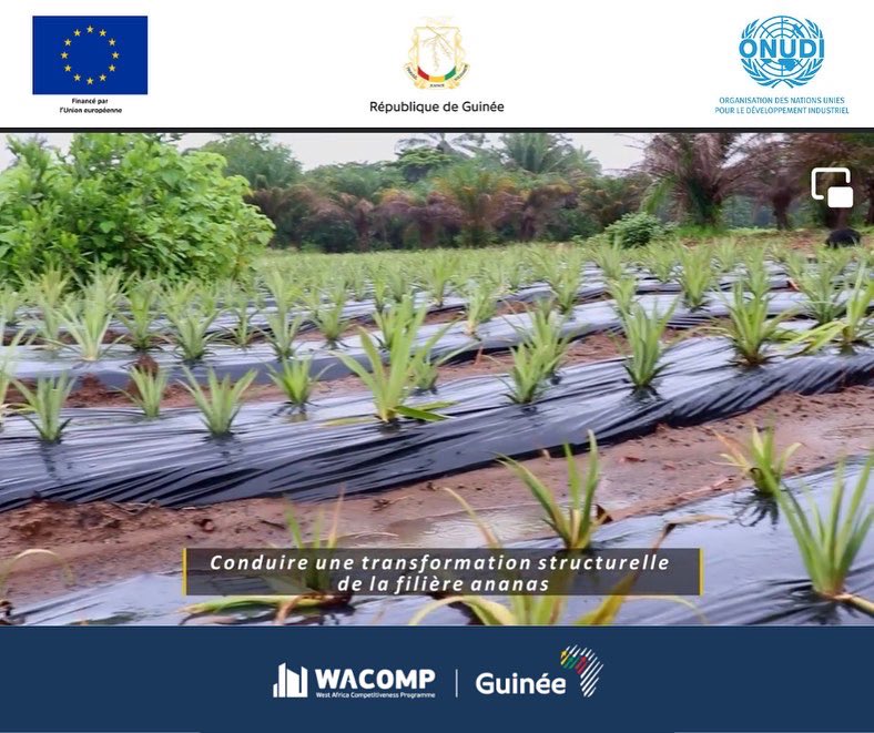WACOMP_Guinea's tweet photo. #wacomp 
Dans le cadre du suivi des activités, vous trouverez dans cette vidéo des réalisations, interviews et actions menées à Kindia et Maferinyah par le #Refila 🍍
➡️ https://t.co/rUscatmBgU

Avec l’appui financier de l’@UEenguinee et mis en œuvre par l’@UNIDO https://t.co/22y1SlNLAP