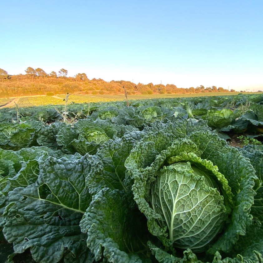 👍TRIA PRODUCTE LOCAL! Com aquestes cols dels nostres companys de Terracor. Una delícia!
@terracor.sat

#productelocal #mallorca #terracor #sostenible #productedetemporada🍂