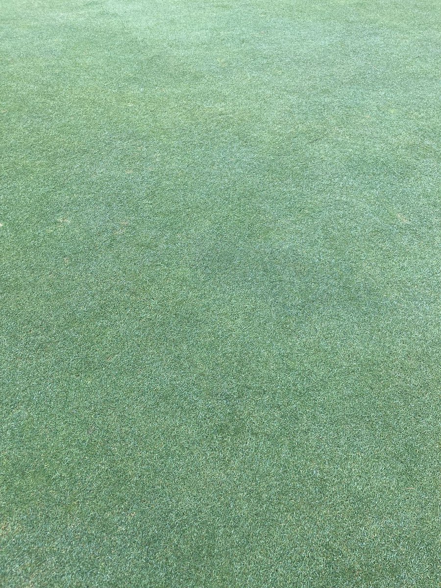 MoretonGerminal's tweet photo. The greens at @BDcourseupdate get better and better every visit. 
So satisfying to see the Creeping Bent ingression. 
The perfect example for what your course can achieve after 6 years. 
Some areas 80 plus % easy 👍 https://t.co/248SdVHdKA