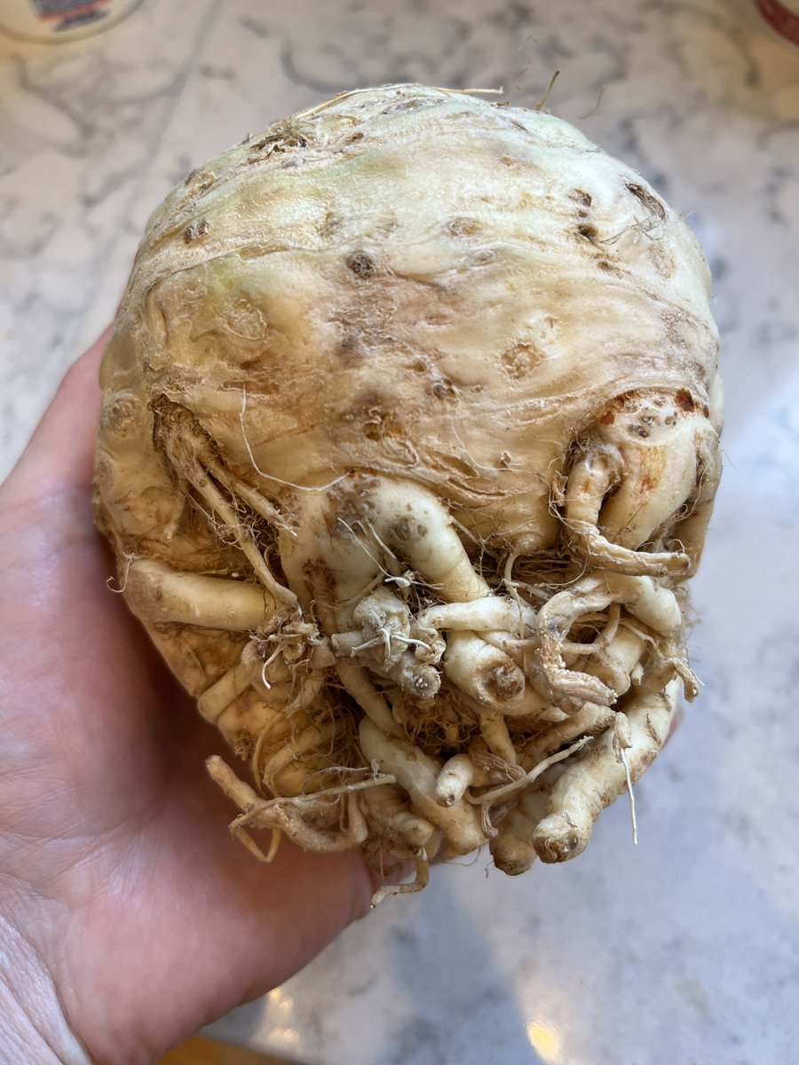 mrsbetsygood's tweet photo. @BenMandelker im a little intimidated not going to lie #celeryroot https://t.co/T1yFY05mlx