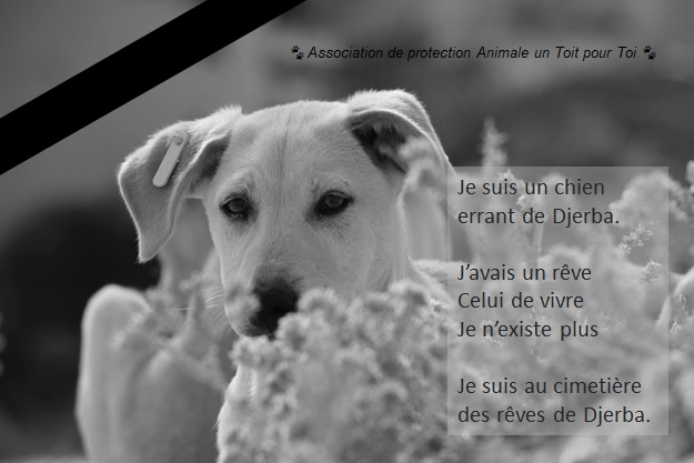 A_untoitpourtoi's tweet photo. Je ne suis qu’un chien errant, cherchant l’amour et la chaleur d’un ami humain.
J’ai compris que la terre appartenait à l’homme et l’homme ne partage pas, il prend, il vend et détruit ce monde où les animaux n’ont plus de place où tous les chemins https://t.co/2dwnQdvCZE https://t.co/GJbtXSMWvS