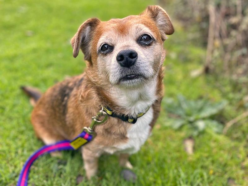Stop scrolling! ✋ Show little Max some love 👇🥰

Max is looking for a home at <a href="/DT_Shoreham/">Dogs Trust Shoreham</a> 📍

Image description: Max is sat looking sweetly up at the camera with very soulful eyes.