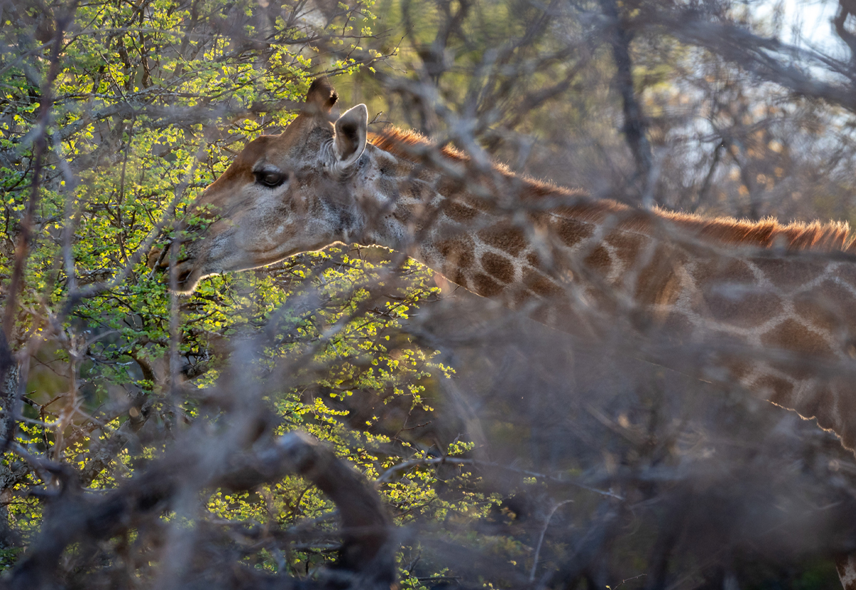 EcoTraining's tweet image. “The minute I got here, I knew it was the right decision for me. I was in exactly the right place,” Felix says emphatically. Here I have learnt how to work with people as a team because you are with others 24/7.” 

READ 'The Ultimate Freedom' 👉ow.ly/K3UJ50LMK8M👈

#FGASA