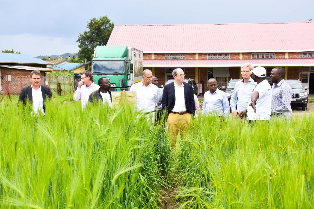 Rwanda Agriculture & Animal Resources Devpt Board on Twitter: 