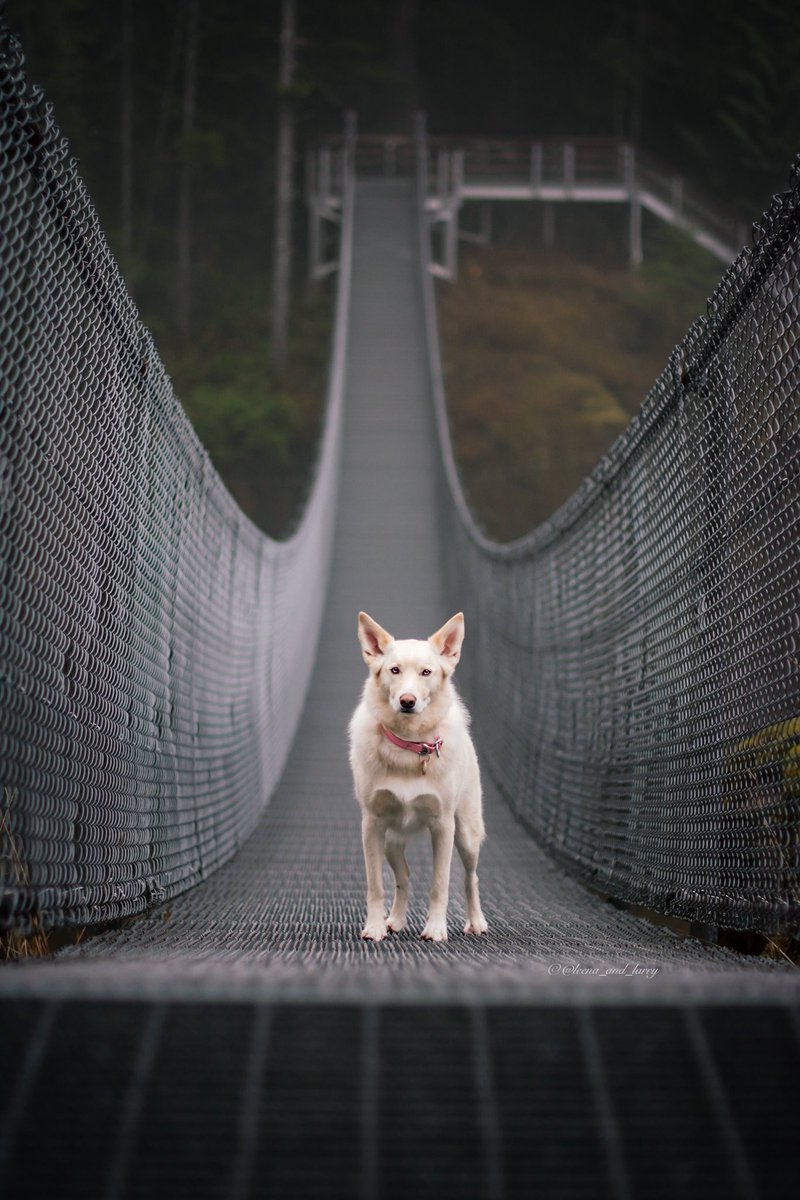 Until you cross the bridge of your insecurities, you can't begin to explore your possibilities.

#ElkFallsProvincialPark #VancouverIsland #DogPhotography