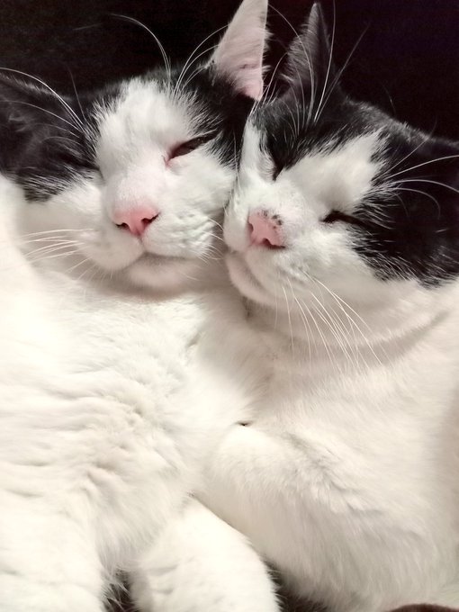 仲良しかわいいね 