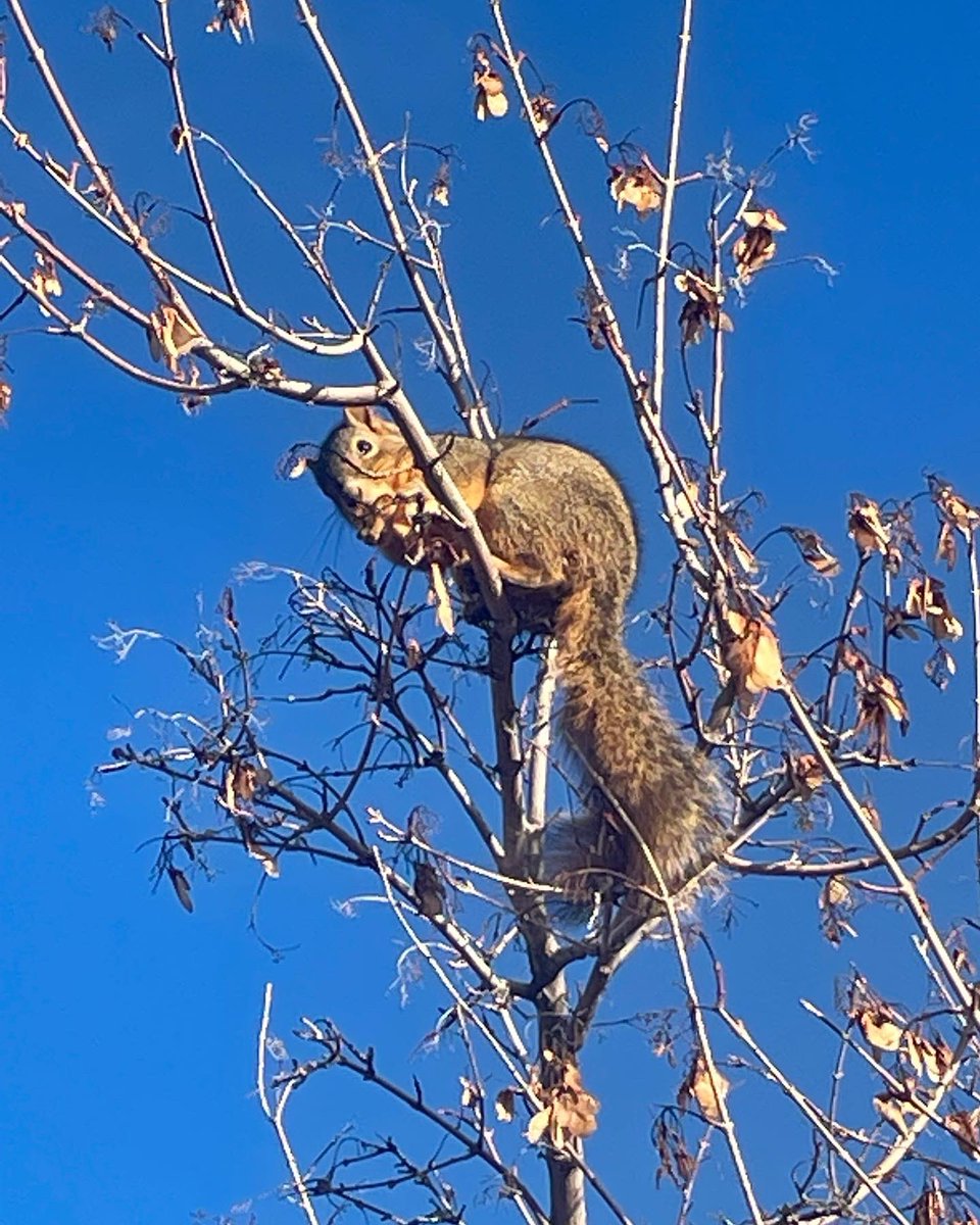 sophiakb_writes's tweet photo. Something’s watching me from the top of this little tree.

#thanksgivingwalk #squirrelinatree #amwriting #amediting https://t.co/I0XTJjWtQU