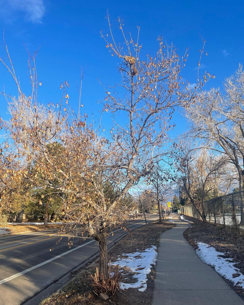 sophiakb_writes's tweet photo. Something’s watching me from the top of this little tree.

#thanksgivingwalk #squirrelinatree #amwriting #amediting https://t.co/I0XTJjWtQU