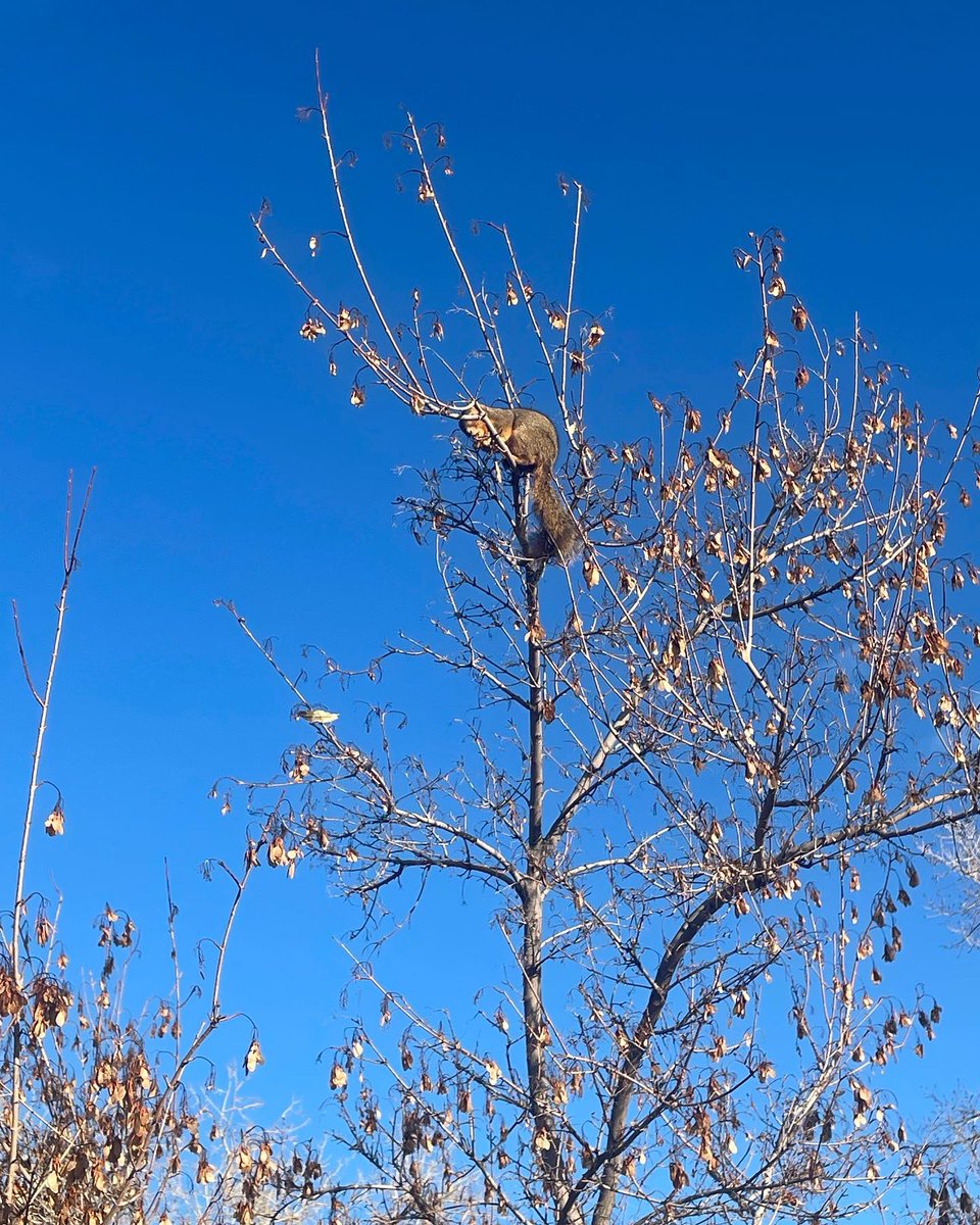 sophiakb_writes's tweet photo. Something’s watching me from the top of this little tree.

#thanksgivingwalk #squirrelinatree #amwriting #amediting https://t.co/I0XTJjWtQU