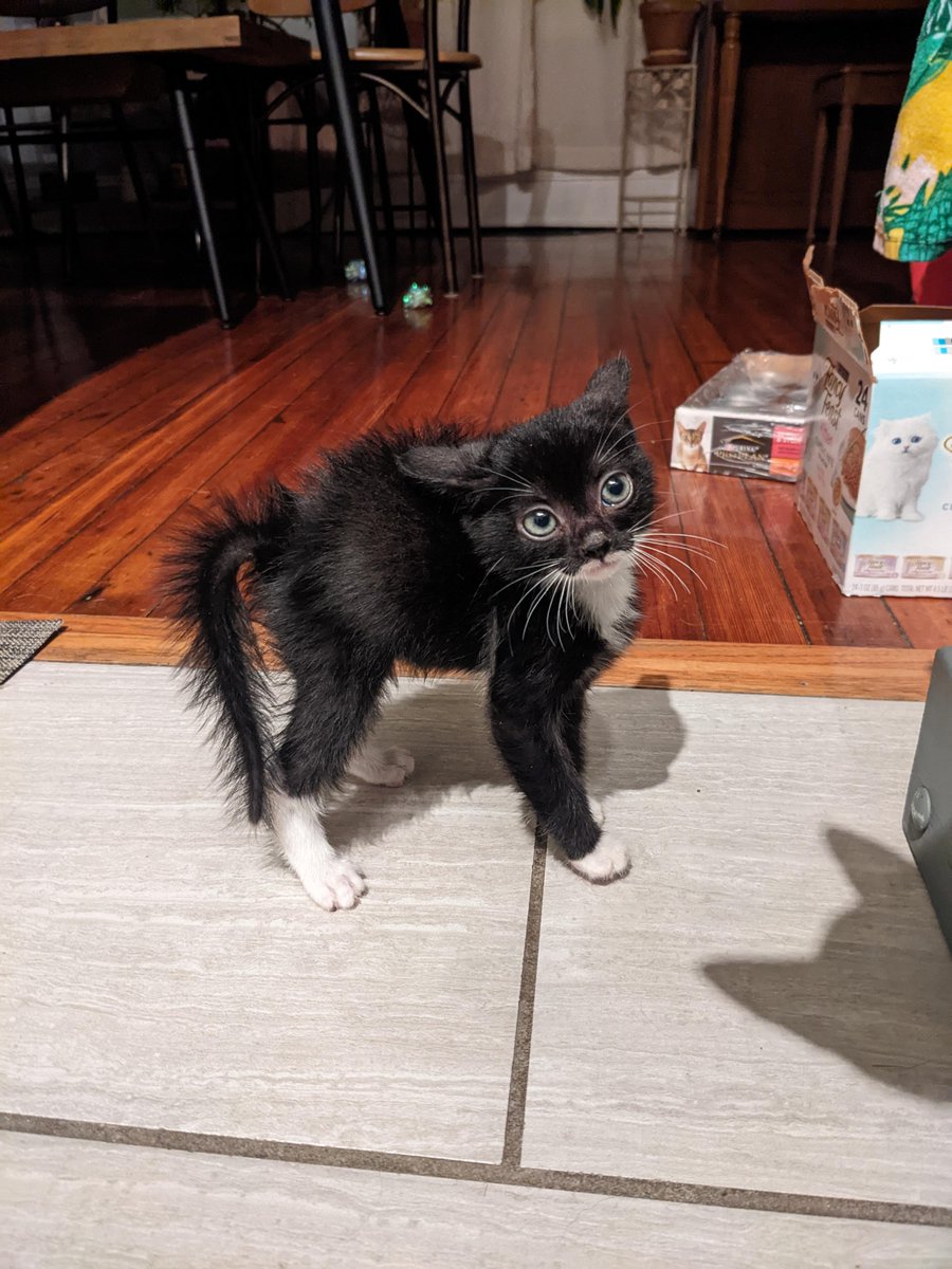 Michael's Cat tweet media