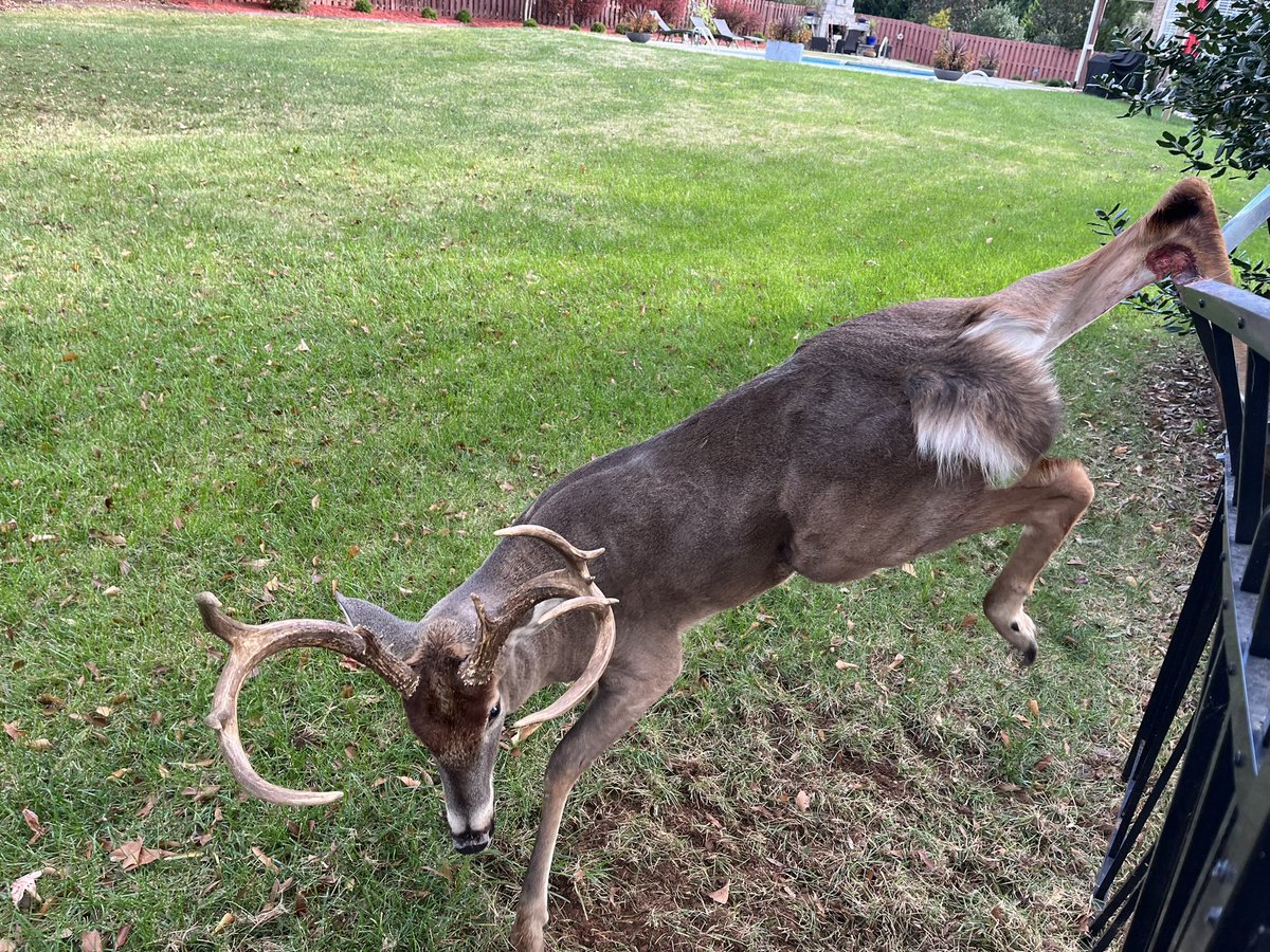 NewHopeFD's tweet image. ~Animal in Distress ~ Rescue50 responded this morning for a deer caught in a fence.  Members used a @DEWALTtough tool to free him without injury.  #NHFire #dewalt #ncdeerhunting