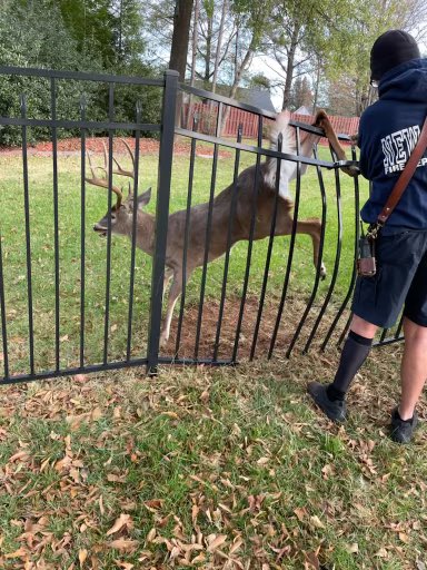 NewHopeFD's tweet image. ~Animal in Distress ~ Rescue50 responded this morning for a deer caught in a fence.  Members used a @DEWALTtough tool to free him without injury.  #NHFire #dewalt #ncdeerhunting