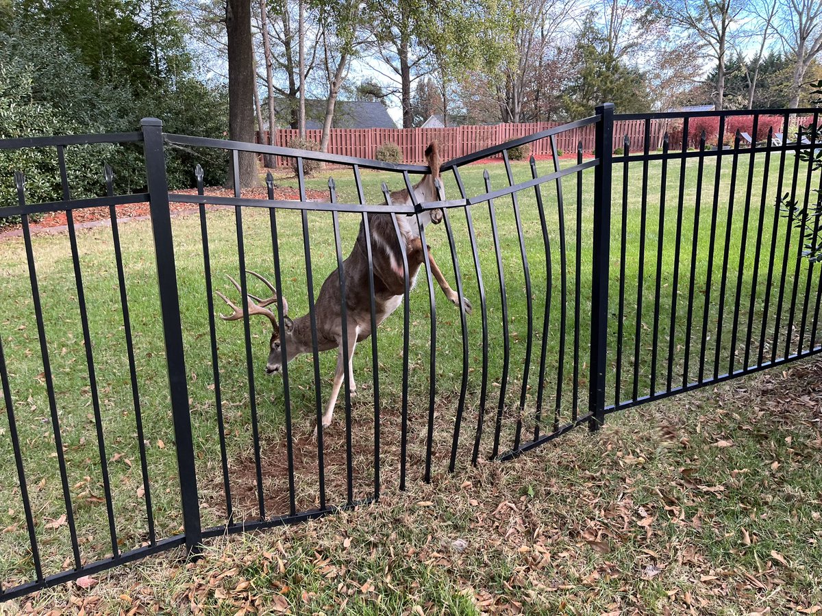 NewHopeFD's tweet image. ~Animal in Distress ~ Rescue50 responded this morning for a deer caught in a fence.  Members used a @DEWALTtough tool to free him without injury.  #NHFire #dewalt #ncdeerhunting