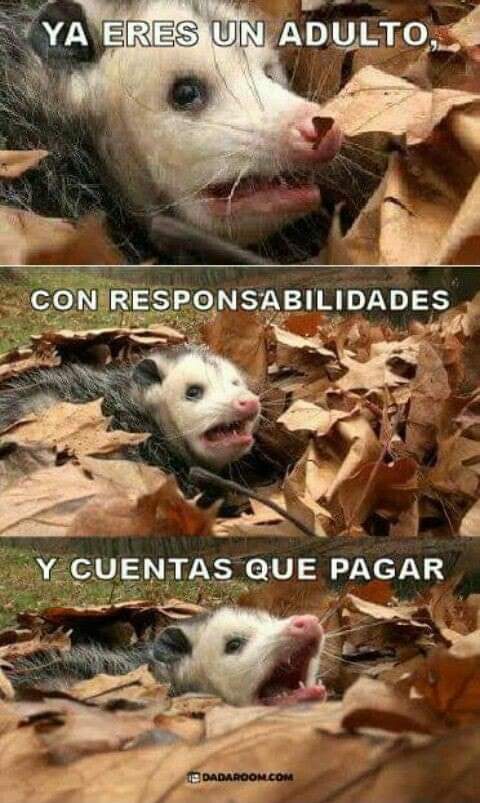 monkeydrako's tweet photo. @PedroDahni https://t.co/3iuKc79hPR