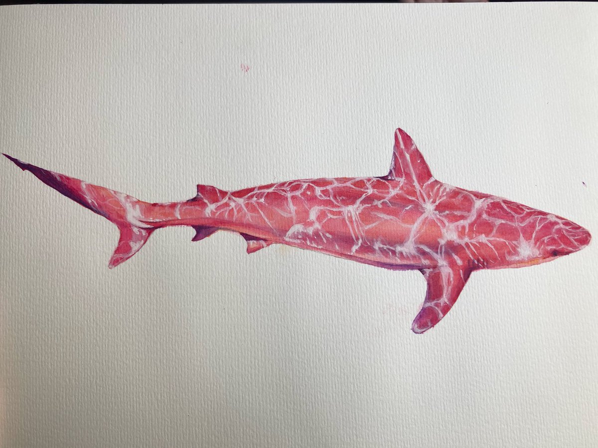 se4dr4gon4's tweet photo. All it took was one week of snorkeling with sharks and painting/sketching them afterwards and now this is the type of work I will be creating 🫧🧜🏻‍♀️🪸🦈🐚 https://t.co/ZCHSA7vO5j