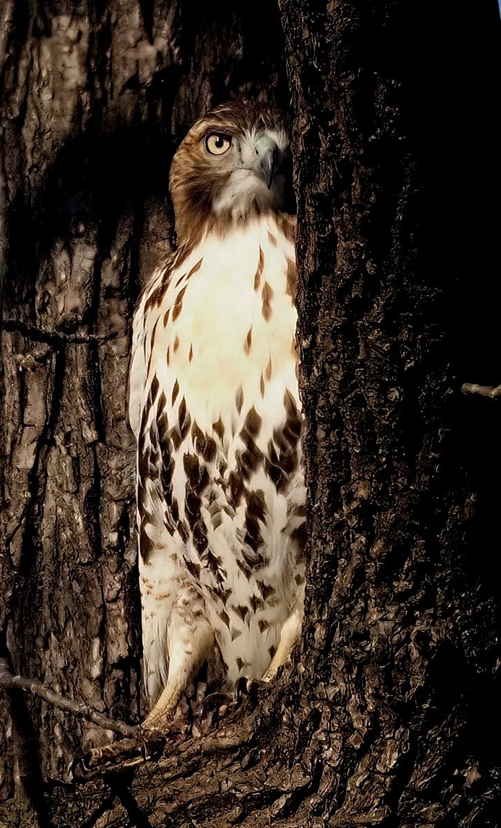 I guess Central Park's squirrels don't want to be #Thanksgiving dinner for this Red-tailed Hawk, so it's having to resort to sneaky new tactics! 😂😂😂#birdcpp #BirdsOfTwitter