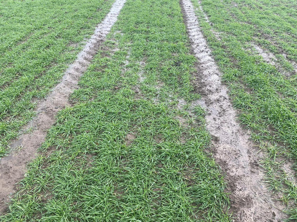 Pearce Seeds LLP tweet media