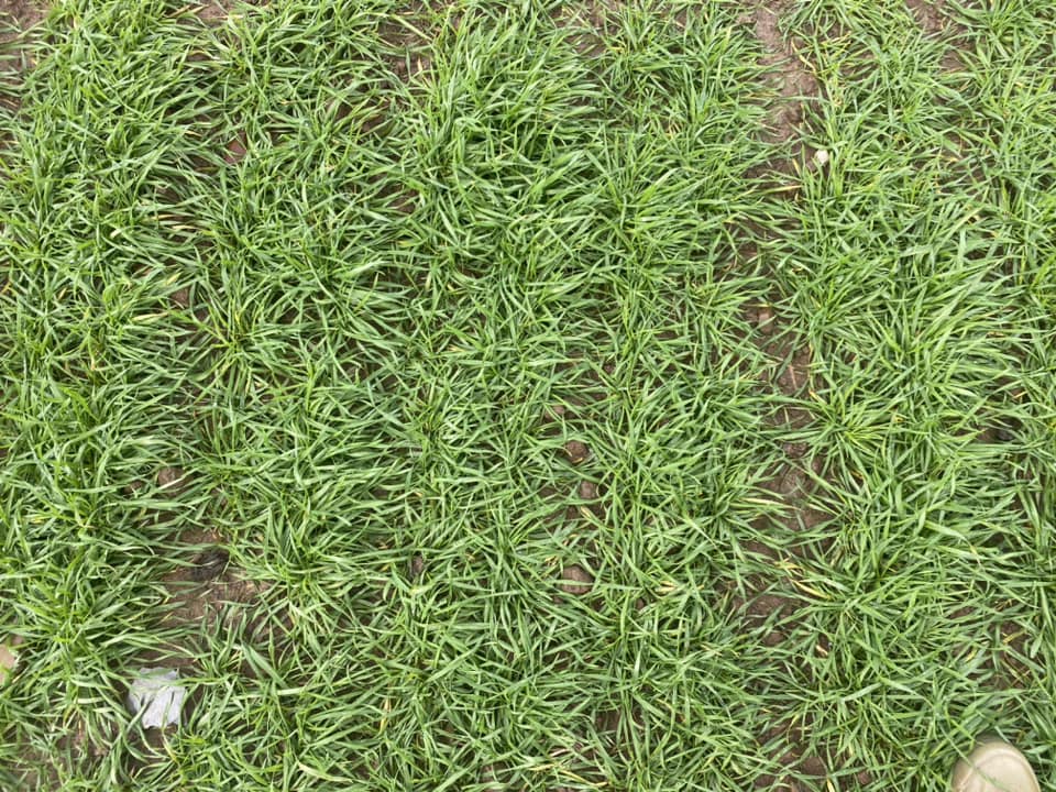 Pearce Seeds LLP tweet media