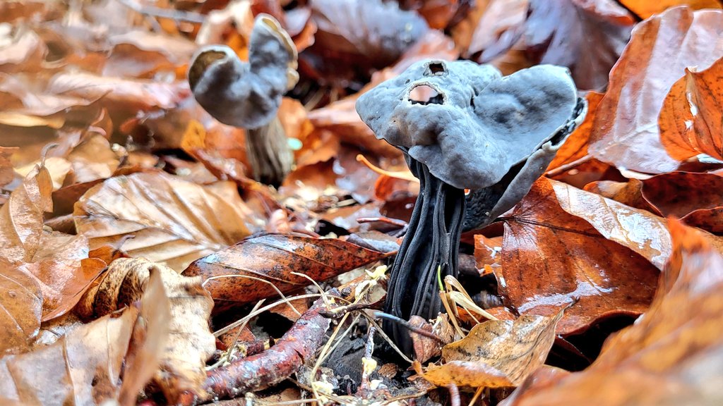 Schwarze Lorcheln. 
#pilzefinden
