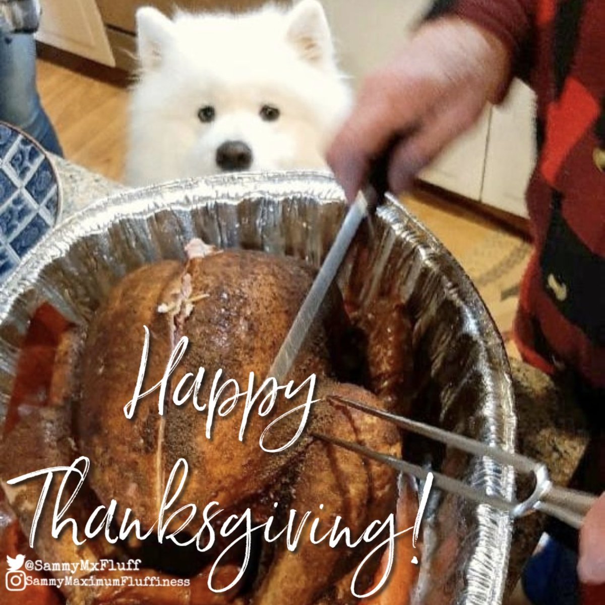 From our family to yours Happy Thanksgiving! 🦃

#happythanksgiving2022 #happyturkeyday #sothankful #turkeyday #KraftyBox #SammyMaximumFluffiness