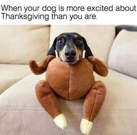 AlexKintner3's tweet photo. #DogsOfThanksgiving https://t.co/KljiLQ5sRd
