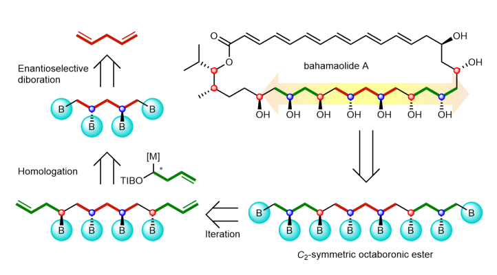Our latest work, out now in @NatureChemistry, investigates the iterative, stereocontrolled, synthesis of 1,3-polyboronic esters, and the subsequent application of this work to the synthesis of bahamaolide A. Congratulations to @sheenagh_aiken and the team! nature.com/articles/s4155…