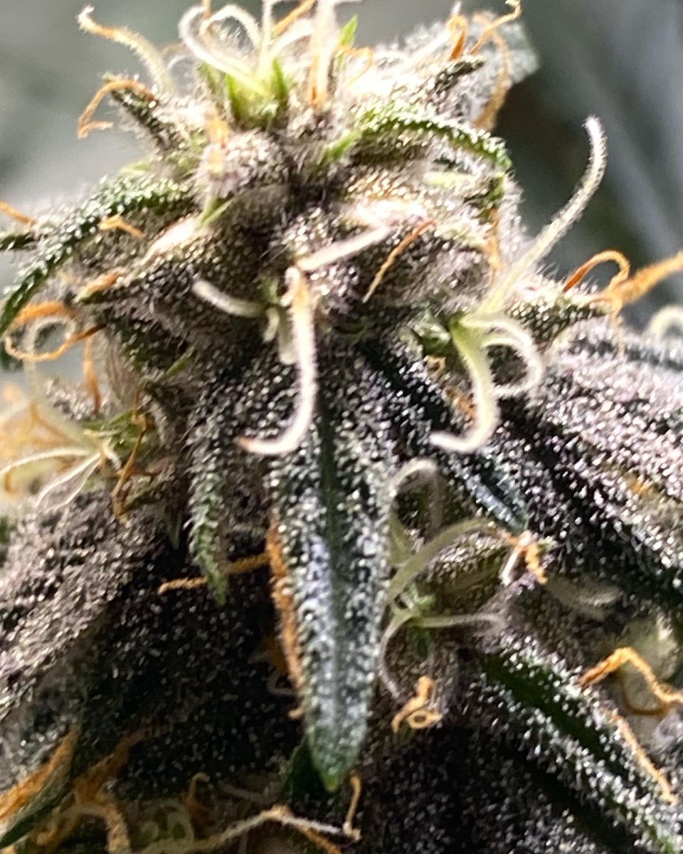 Super Lemon Cake x Purple Titties

Super Purple Lemon Titties 
Purple Lemon Cake
Super Cake Titties 
Lemon Cake Titties 
Purple Tittie Cake

Pick a name canna fam use # followed by ur choice!!! One with the most # shall be the name #cannabis #CannabisCommunity