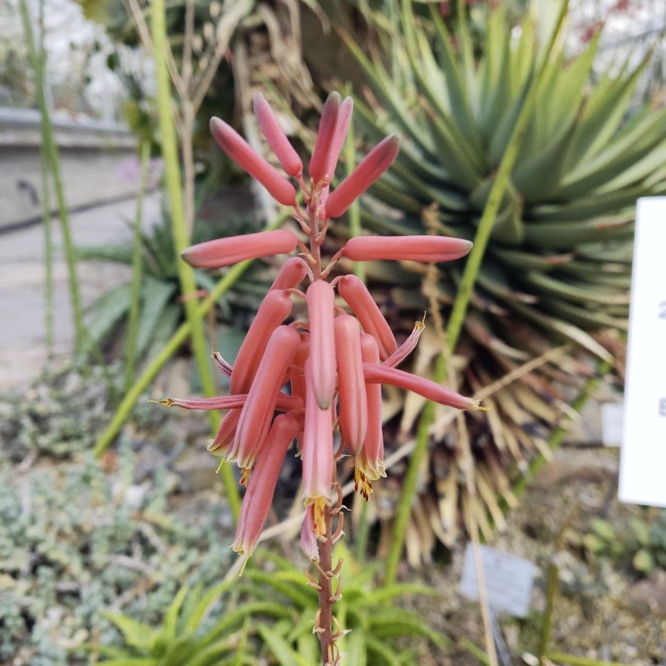 Botanischer Garten München-Nymphenburg tweet media