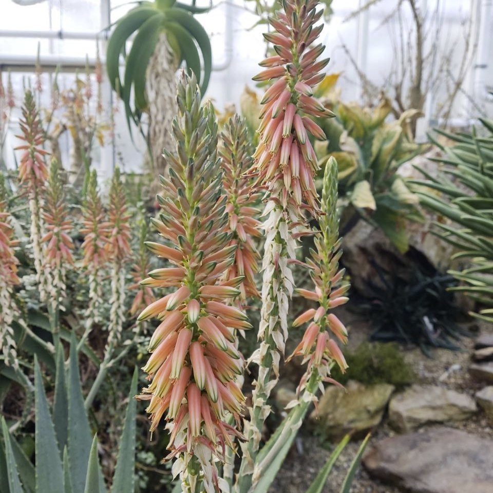 Botanischer Garten München-Nymphenburg tweet media