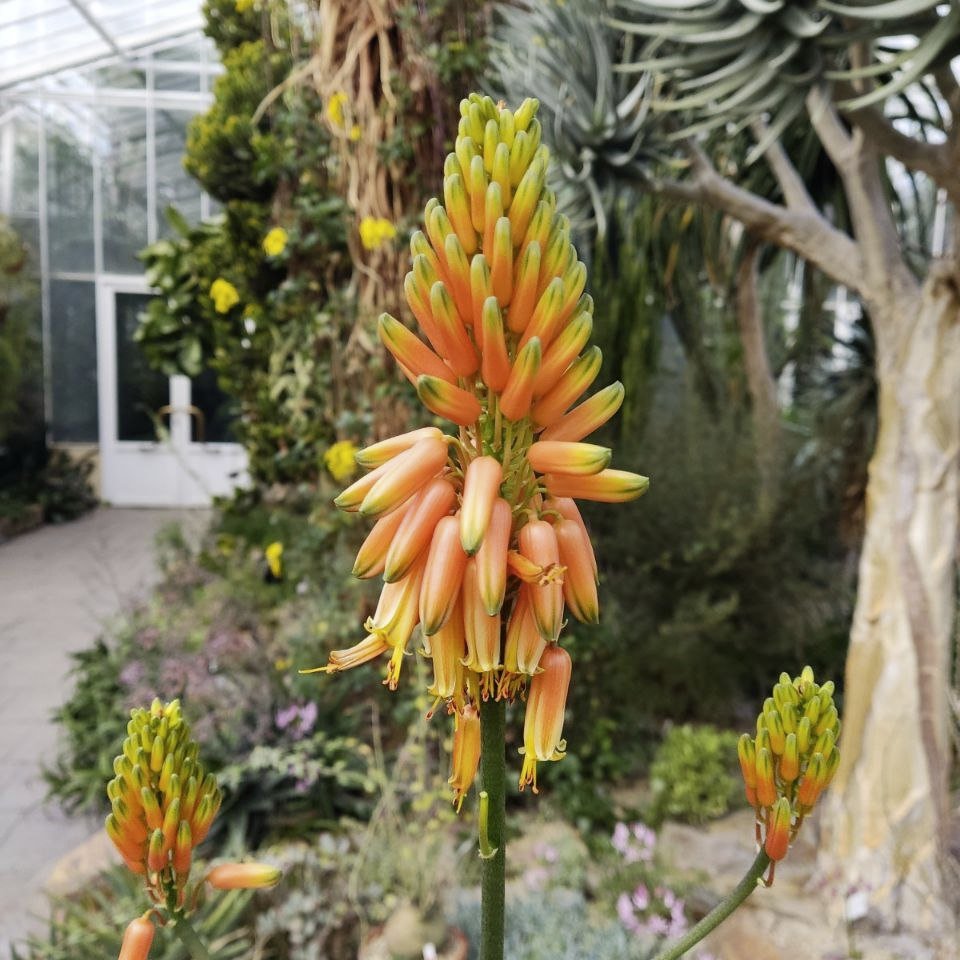 In unserem Afrika- und Madagaskarhaus sowie im Kleinen Sukkulentenhaus könnt Ihr aktuell viele blühende Aloen bestaunen. Je nach Art bildet der Blütenstand gelbe, rote oder orangefarbene Röhrenblüten aus. Diese sind in einer Traube um den Stängel ähnlich wie Trauben angeordnet.