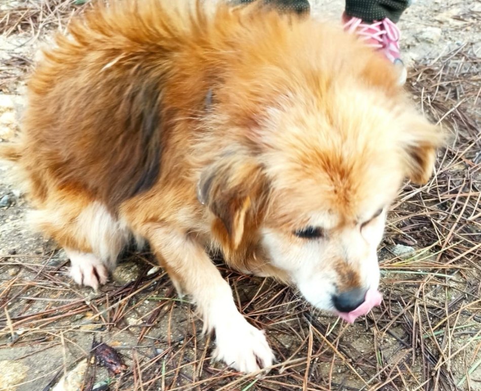 Atopouse este canciño perdido no monte pola zona de Carballo.
Se alguien o recoñece, por favor que avise aos donos e que contacten coa Plataforma.