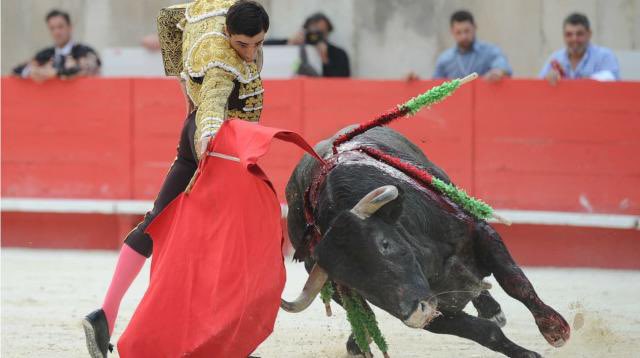 🇫🇷A country rich in culture is a country that changes its traditions if they are cruel This is where the bulls are best, in the wild Not prisoners of an arena with huge crowds cheering their slow and painful death 
Plz Stop #corrida France!💚#24novembreCorrida #AbolitionCorrida