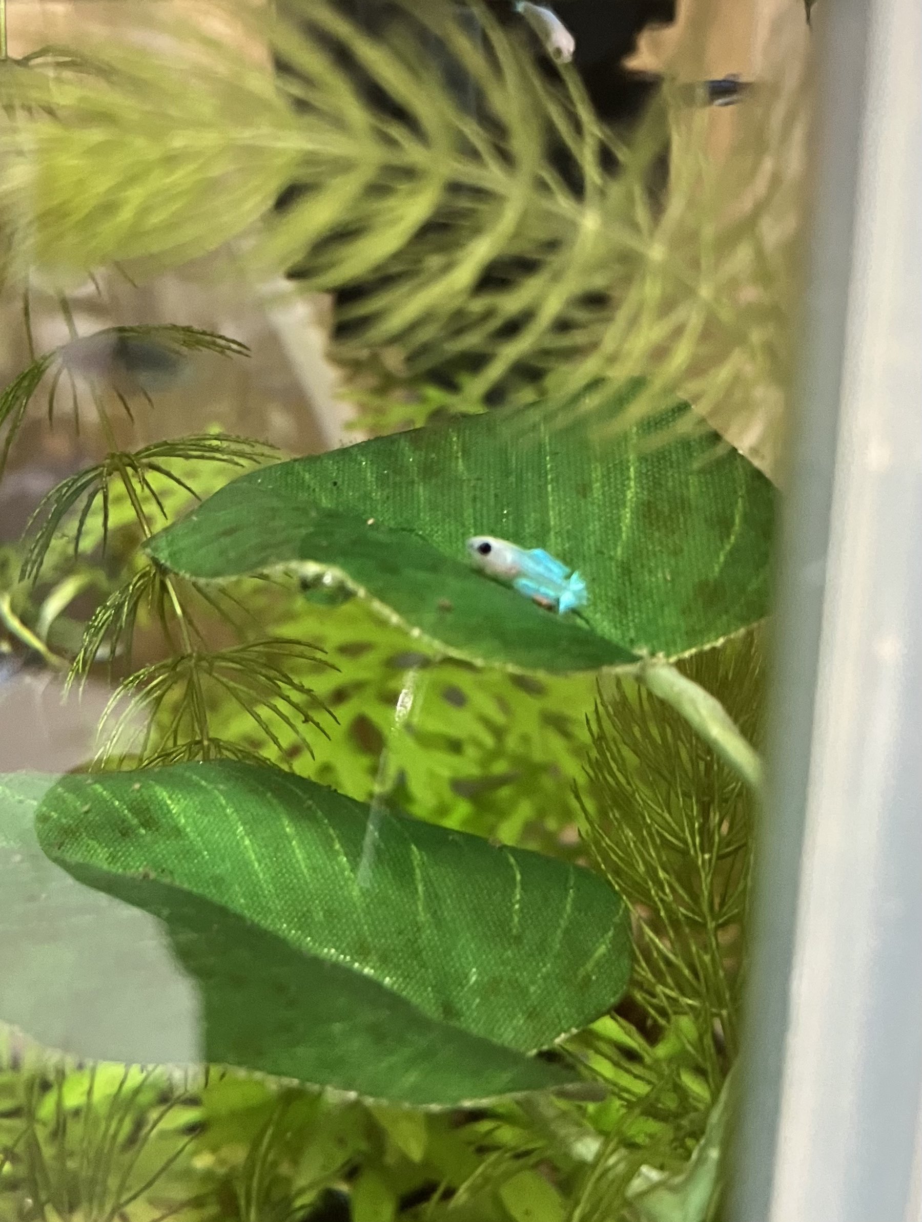 ベタ稚魚 Twitter Search Twitter