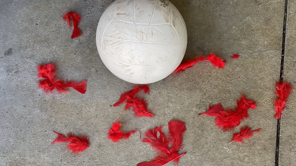 jonstansbery's tweet photo. What results when the BSU songbird Cardinal tangles with the @BGSUVolleyball aerial warrior Falcon at the 2022 MAC Volleyball Championship? It loses its feathers and its chirp chirp. 
#BGVB22 #DreamBig #DoBig  #AyZiggy #BGSU https://t.co/GplKX0zphj