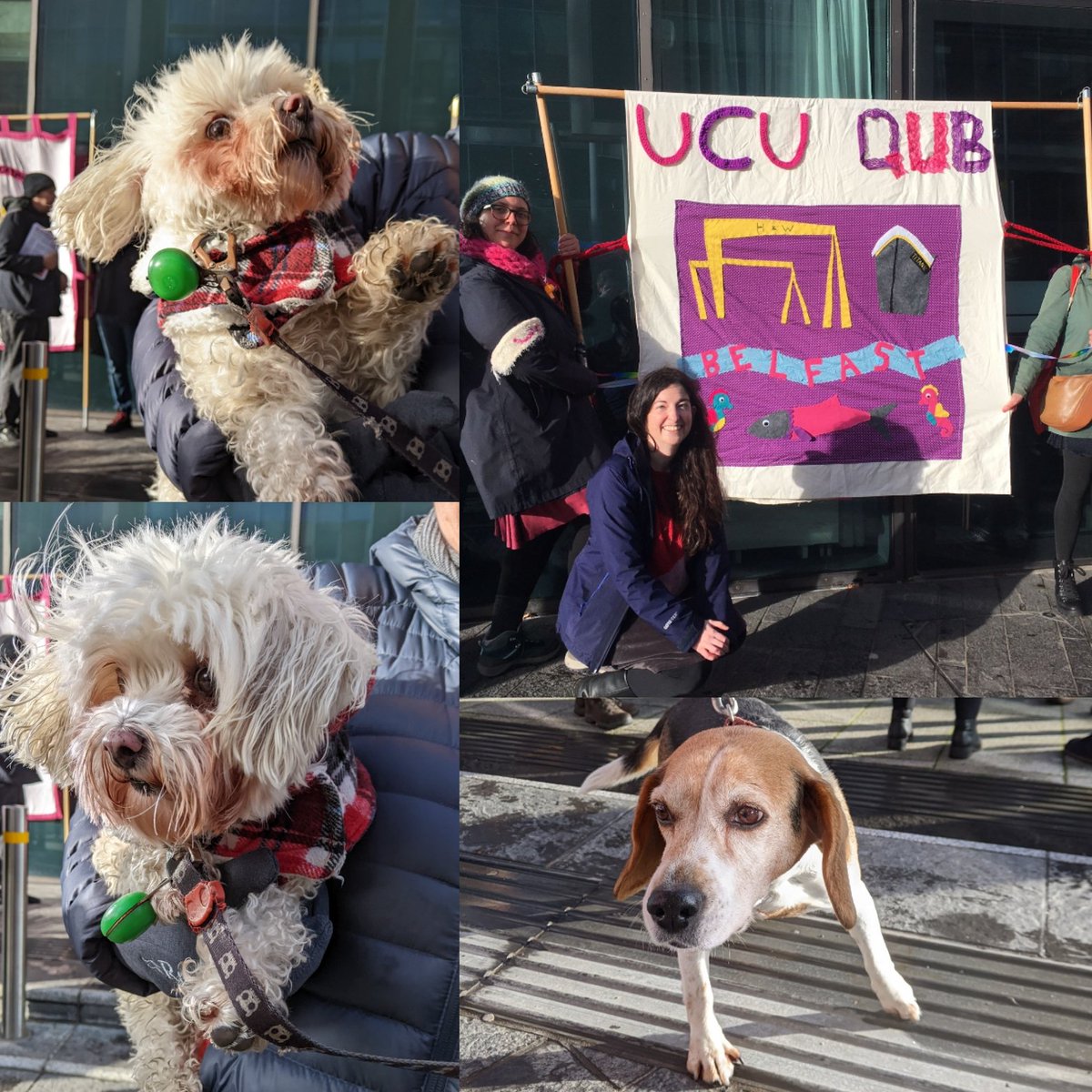 VGravey's tweet photo. Fair pups for #fairpay #fairpensions in the gorgeous Belfast sun 🌞✊ @ucuatqub https://t.co/p8RbNBev0m