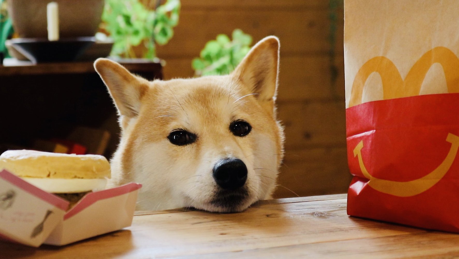 柴犬ぷんちゃんと手作り犬ごはん Pun M G Twitter
