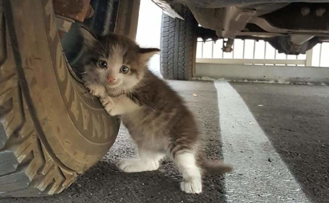 Кот под машиной