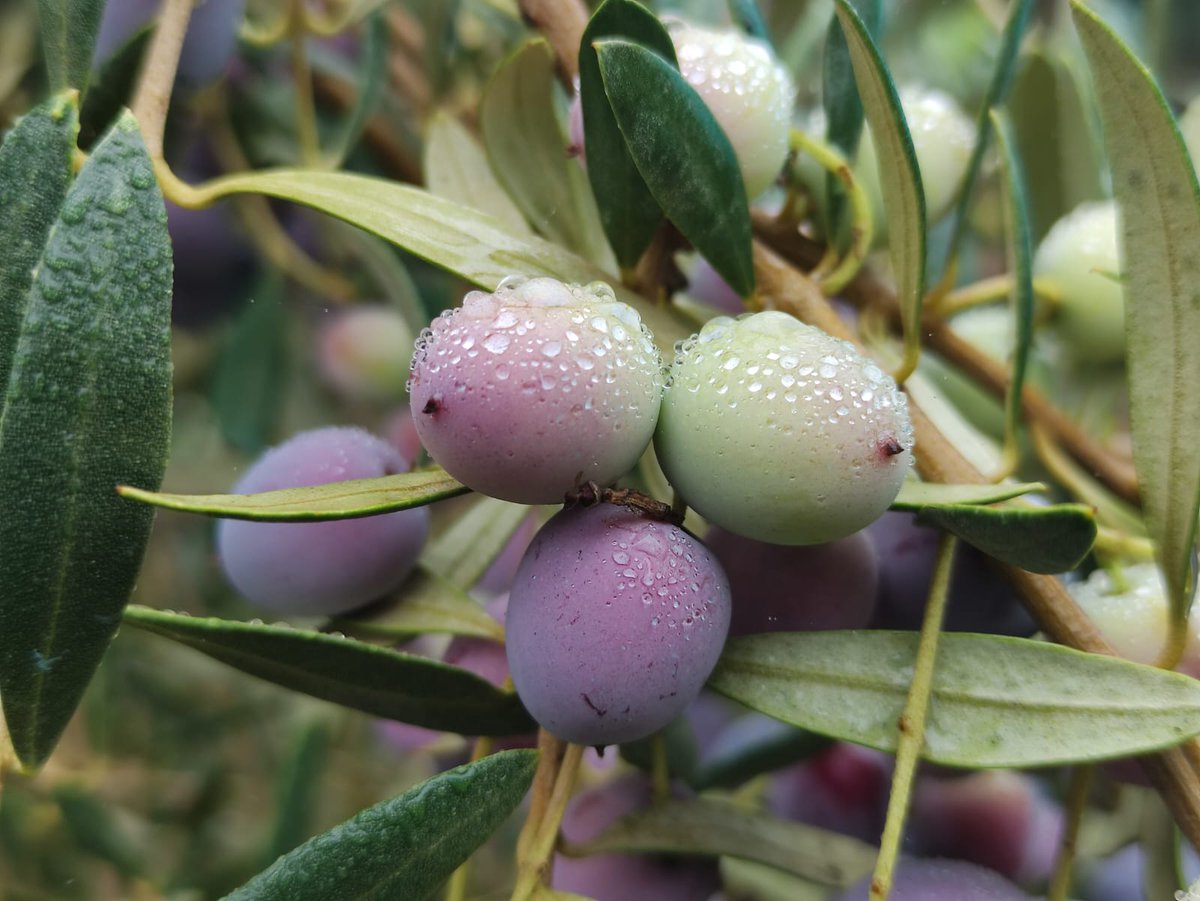 erosionlab_ias's tweet image. Great meeting with our colleagues at @IAS_CSIC.
Learning🔎, working 🔧 and... enjoying! 🫒
#RedSuelos
#soilprotection
