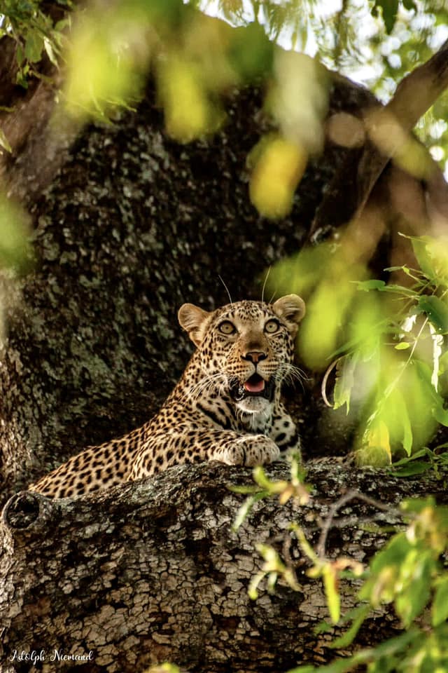 Vuhlari - embracing the summer heat that has followed recent rains. 
📸: Adolph Niemand
