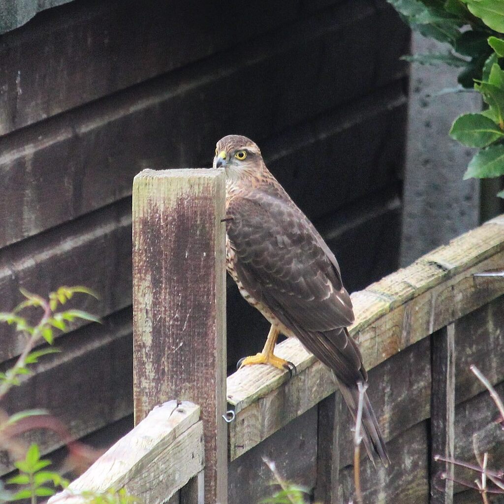 penfolder's tweet photo. rare appearance in the garden from the local pigeon hunter!

#sparrowhawk #birdsofprey #ukbirdsofprey #birdphotography #birds #nature #wildlife #wildlifefrommywindow #rspb #gardenbirds #naturephotography #birdwatching #bird_brilliance #birdlovers #wildli… https://t.co/0f7mkMb7WM https://t.co/hNEzzb4brD