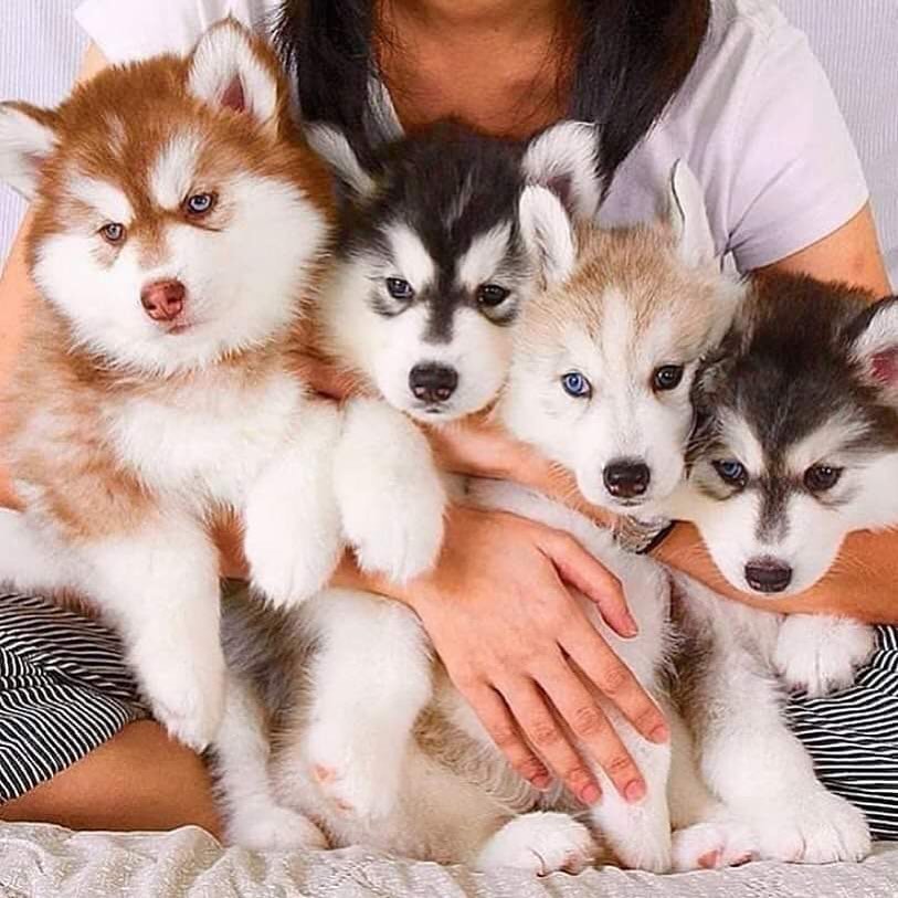 Love or not?🥰
#husky #huskytwitter #dog