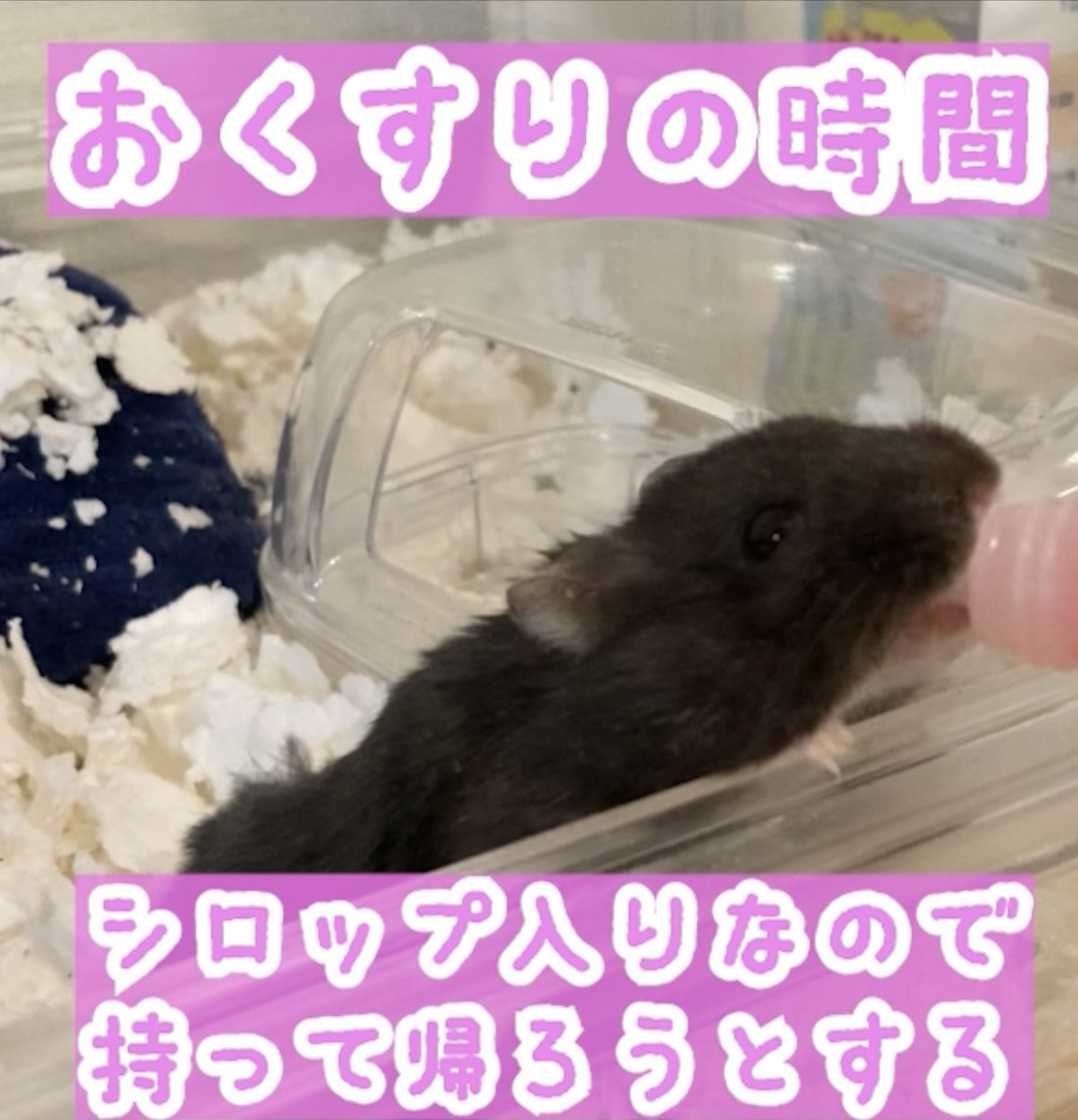 walliorCRYPTOJP's tweet photo. 床材の種類も変えて、徐々に治ってきたね🏥🐹

ちーちーお薬の時間 
👇👇👇👇👇👇👇
https://t.co/GW1aYVwKiz @YouTubeより

#ハムスター #リアルブラックジャンガリアン #薬  #健康第一 https://t.co/xDpmYEwlto