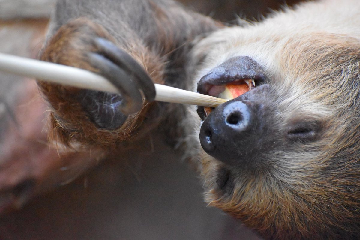 ぴーなっつ 様 フタユビナマケモノ Www Idecaf Gov Vn ぴーなっつ 様 フタユビナマケモノ Www Idecaf Gov Vn