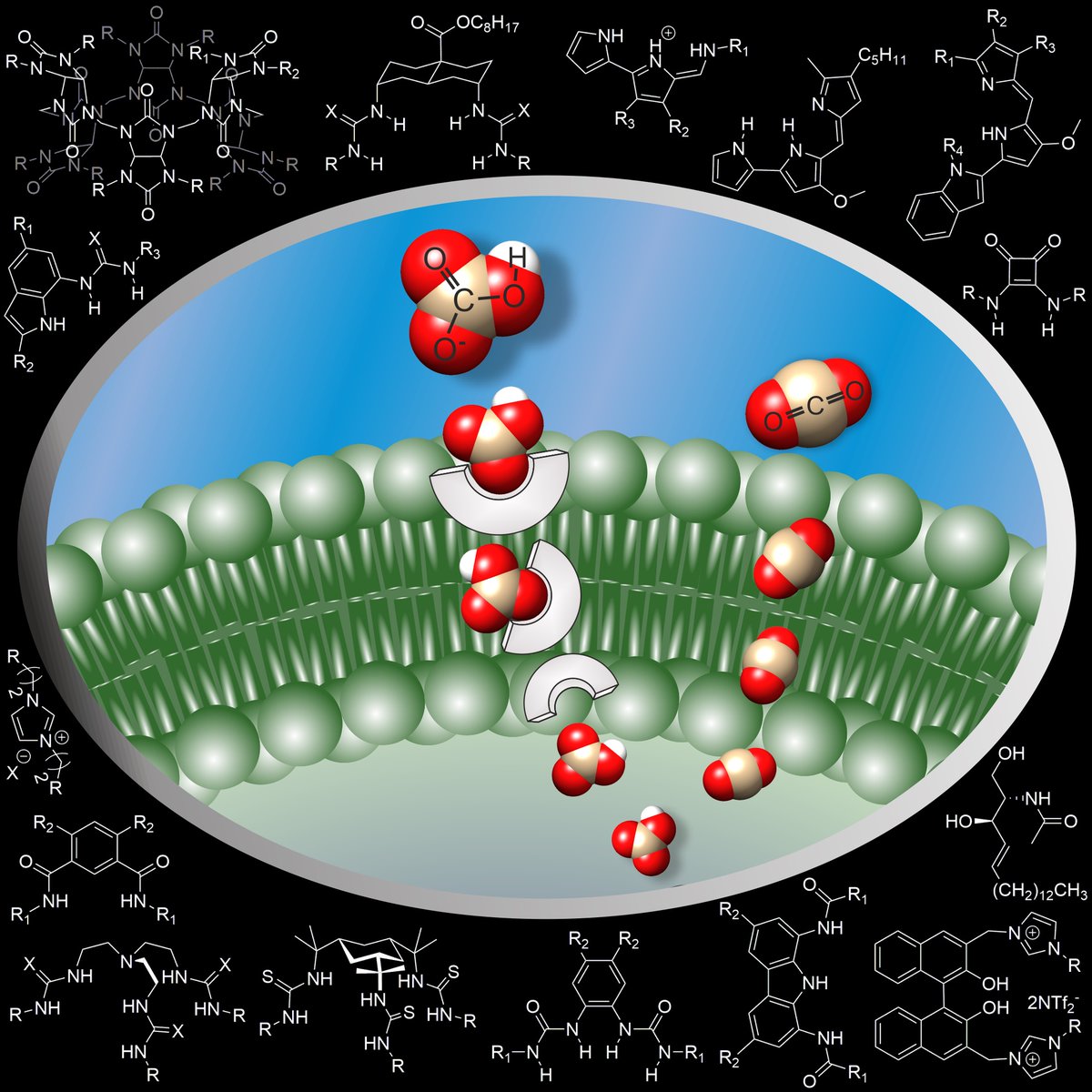 Hennie Valkenier (@HennieValkenier) on Twitter photo 2022-11-24 13:04:15 Bicarbonate transport: which compounds can transport this anion, how to test for this, or why that's interesting? Read our review with @lmartinezcrespo that has just come out in @ChemPlusChem: onlinelibrary.wiley.com/doi/10.1002/cp… Bicarbonate transport: which compounds can transport this anion, how to test for this, or why that's interesting? Read our review with @lmartinezcrespo that has just come out in @ChemPlusChem: onlinelibrary.wiley.com/doi/10.1002/cp…