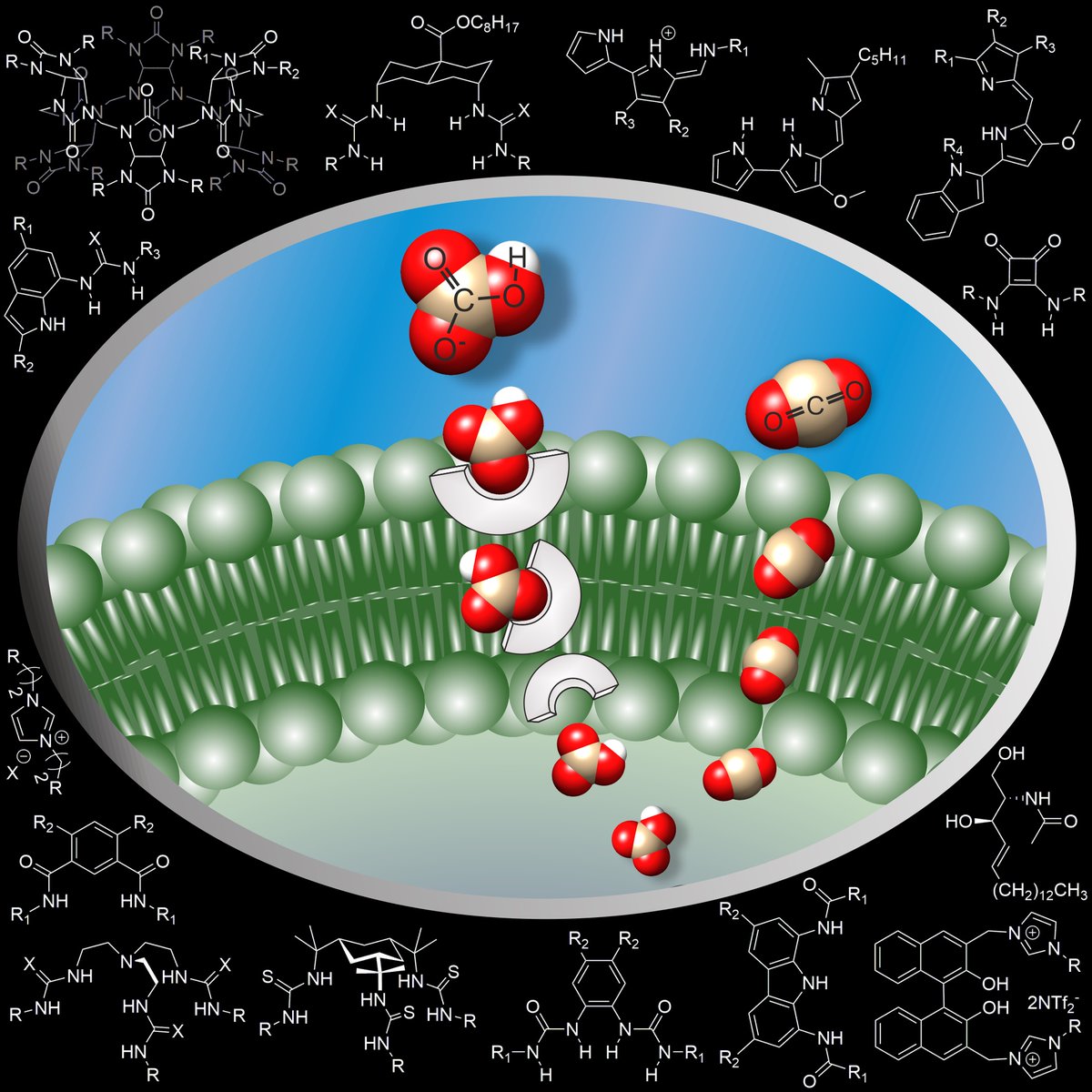 Bicarbonate transport: which compounds can transport this anion, how to test for this, or why that's interesting? Read our review with @lmartinezcrespo that has just come out in @ChemPlusChem: onlinelibrary.wiley.com/doi/10.1002/cp…