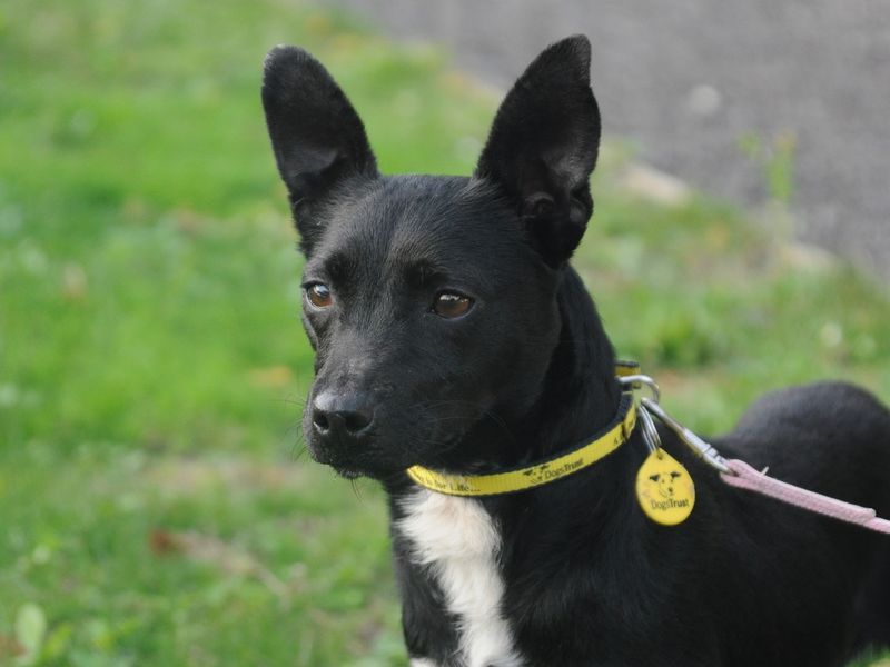 Sweet little Prairie is looking for a quiet and calm home to thrive in. She is good with her food and treats which can be used as a training tool! With some patience and lots of love, she will be your best friend in no time! 💛
<a href="/DT_Canterbury/">Dogs Trust Canterbury</a> 📍 bit.ly/3tY8AUw