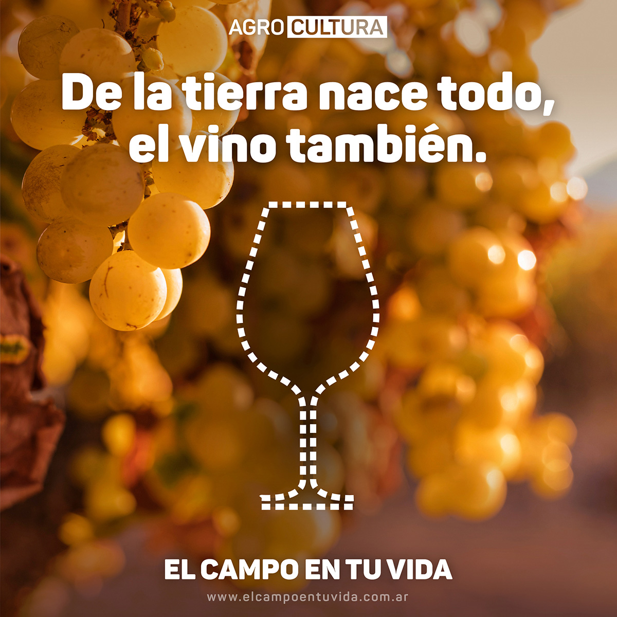 Muchos dedican su tiempo a que la experiencia de tomar #vino sea un placer de aroma y sabor. Cuando bebés una🍷¿pensás en todo el trabajo detrás?🍇 bit.ly/3Eicexe

Sumate a #ElCampoEnTuVida y @ a la persona más fan del #vino que conozcas!

#DiaDelVino #AgroCultura